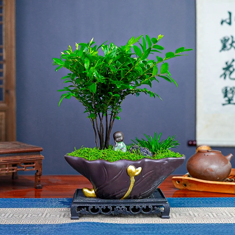 丛林桩紫檀黑檀木盆景盆栽中式意境室内客厅茶桌办公室四季好养活