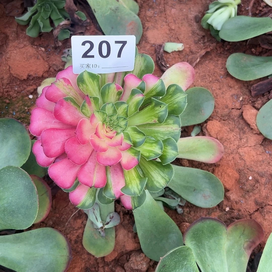 远***～精品多肉植物207知否砍头