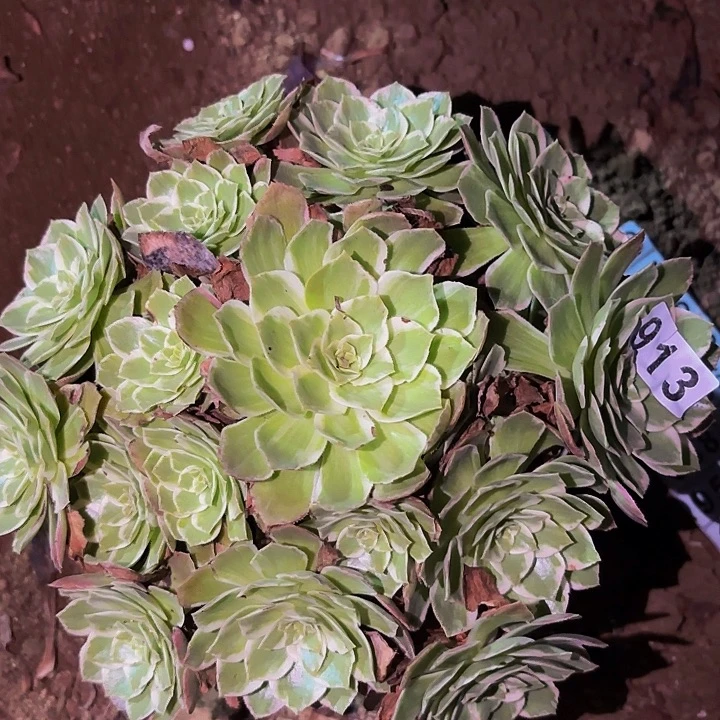 913万花筒多肉植物