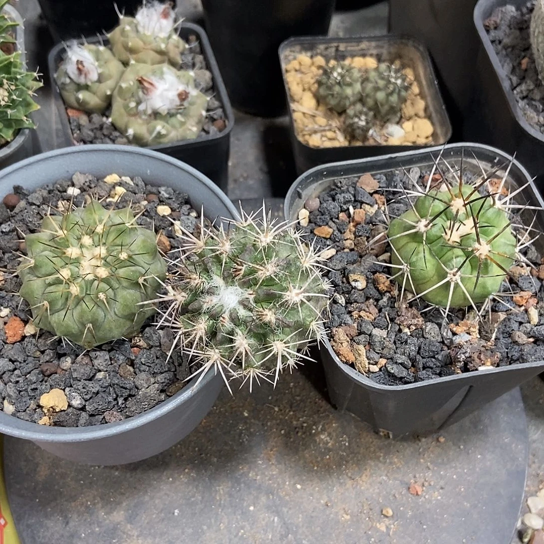 我***狂实生白刺黑王丸，阿罗仙人，羊毛球