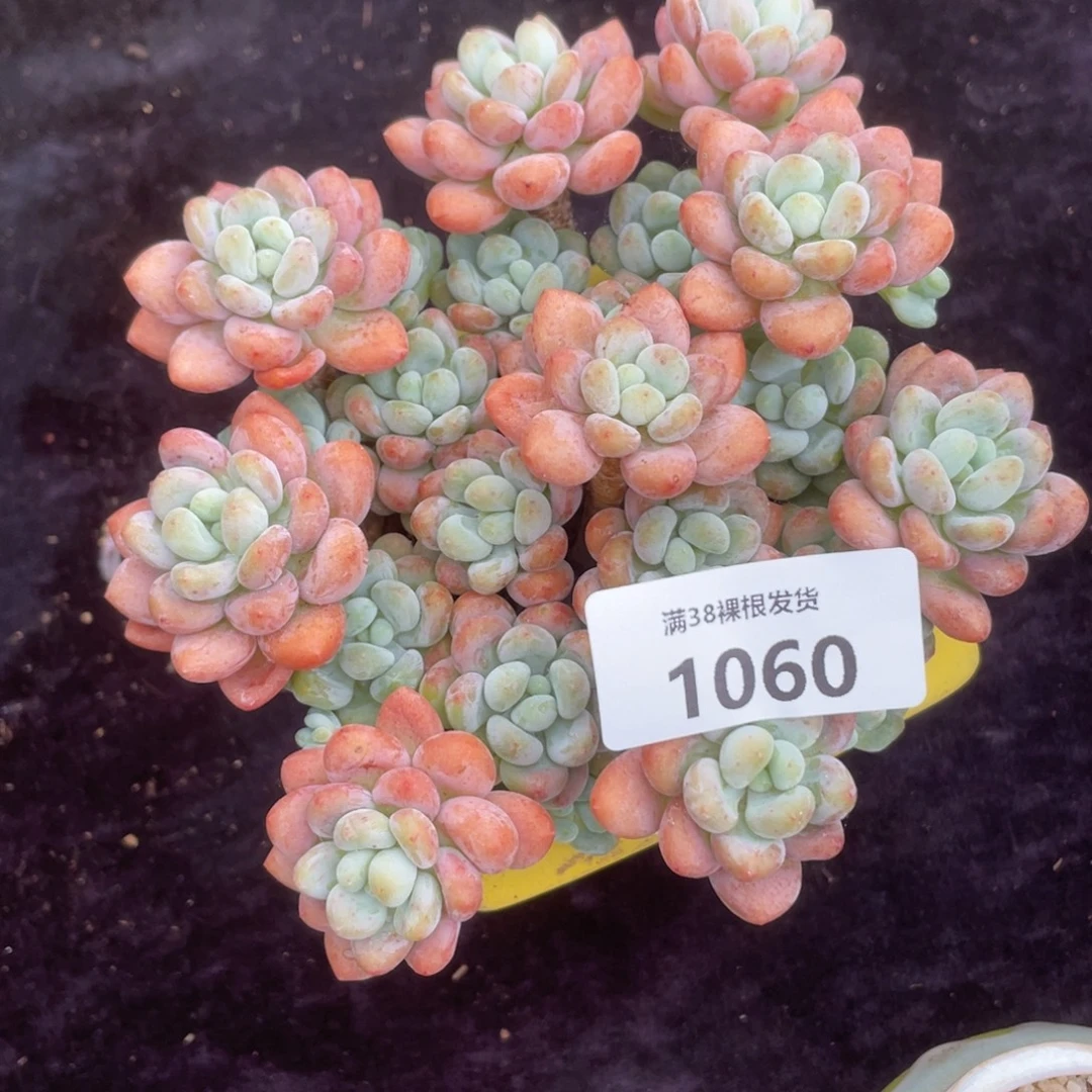 吉***嚞1060鱼子酱群生多肉植物