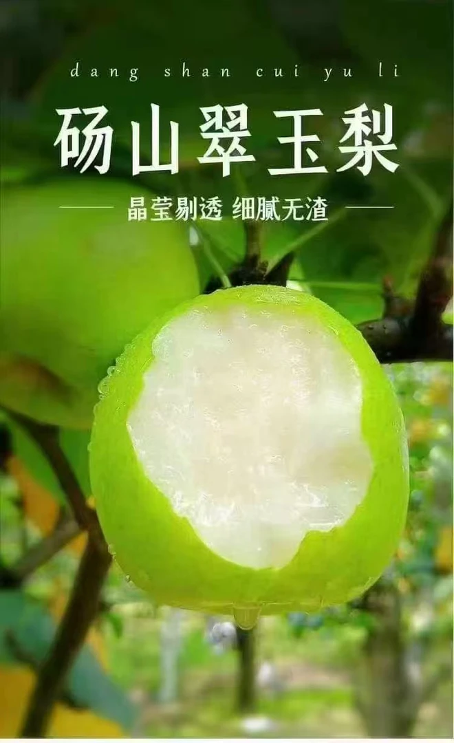 正宗砀山青皮梨皇冠梨当季水果现摘现新鲜多汁整箱批发