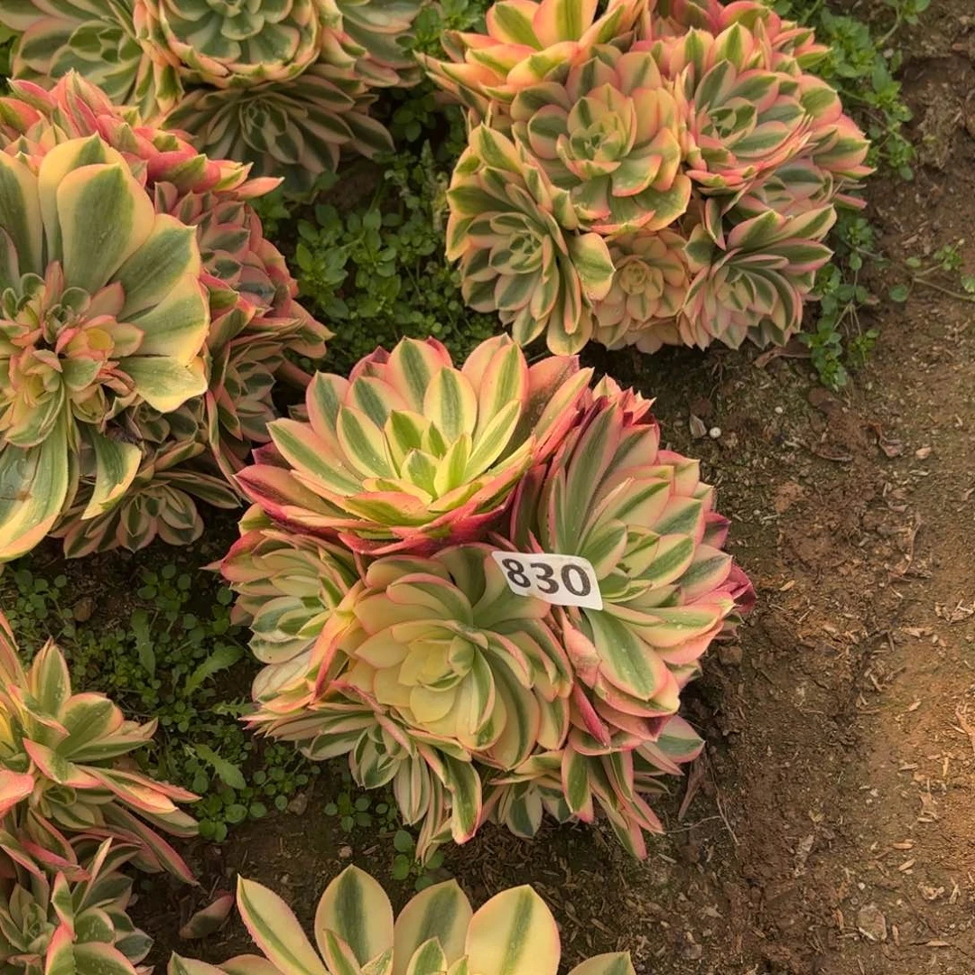 830粉女巫多肉不包损