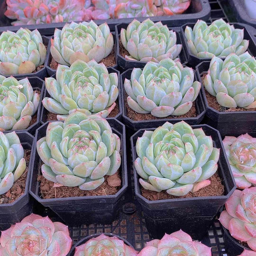雪花珍妮45678899999