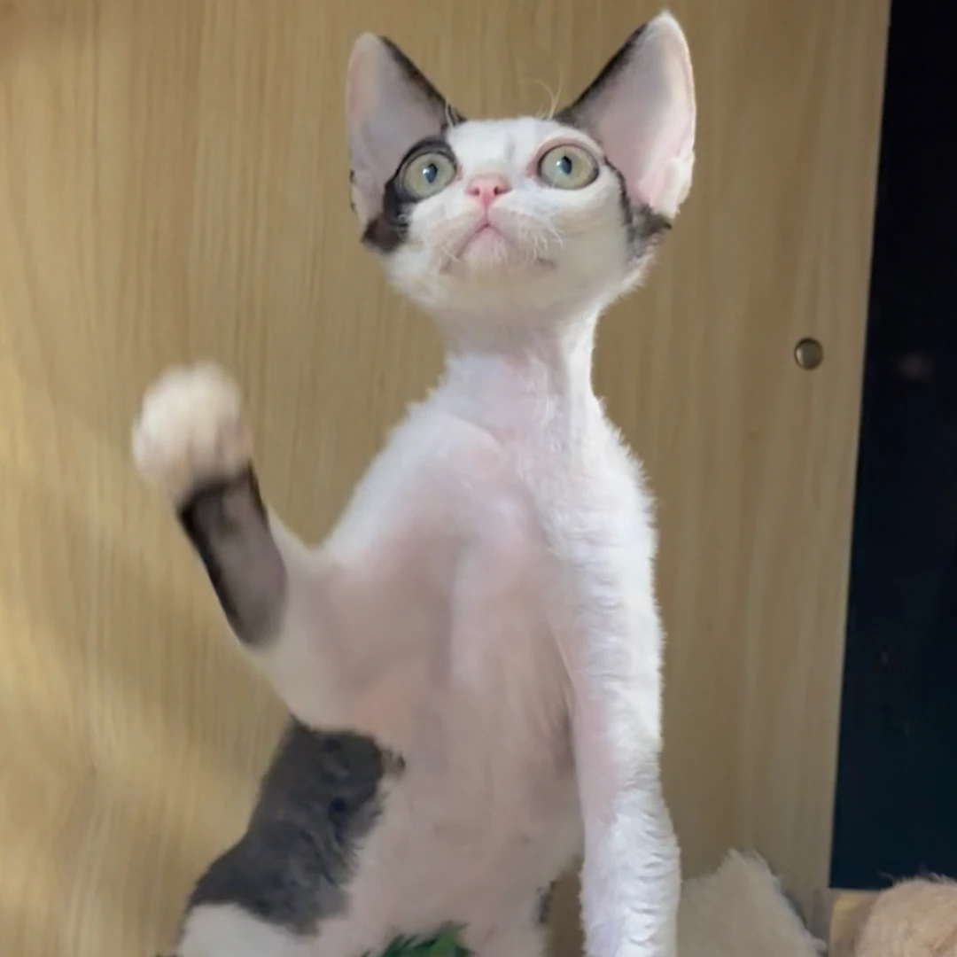 奶牛色德文弟弟德文卷毛猫活体猫幼崽