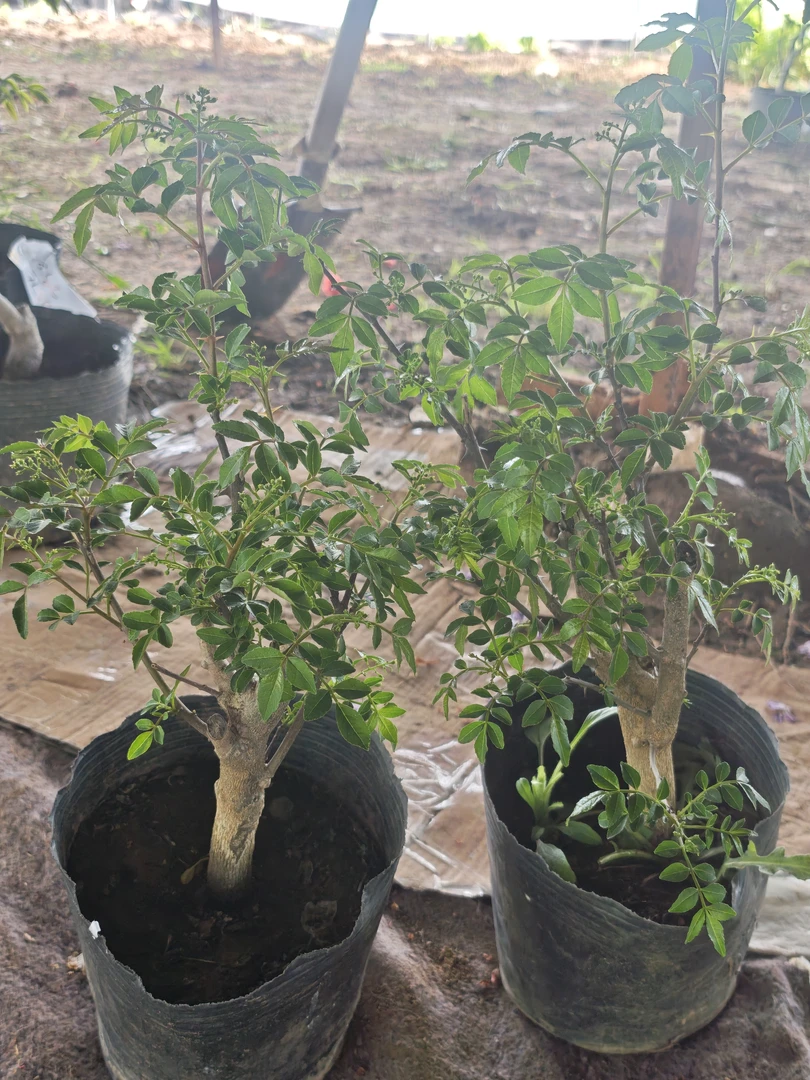 基地直发大红袍花椒（不包断枝！）