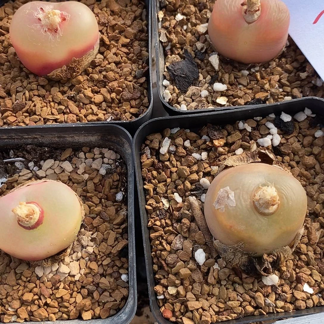 2979母本四颗带盆