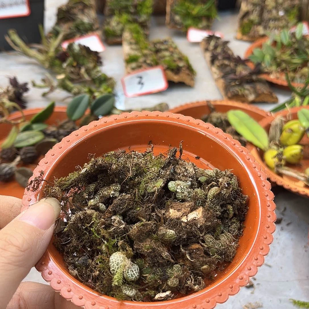 街**尾15。。。。。。。。。。。。。