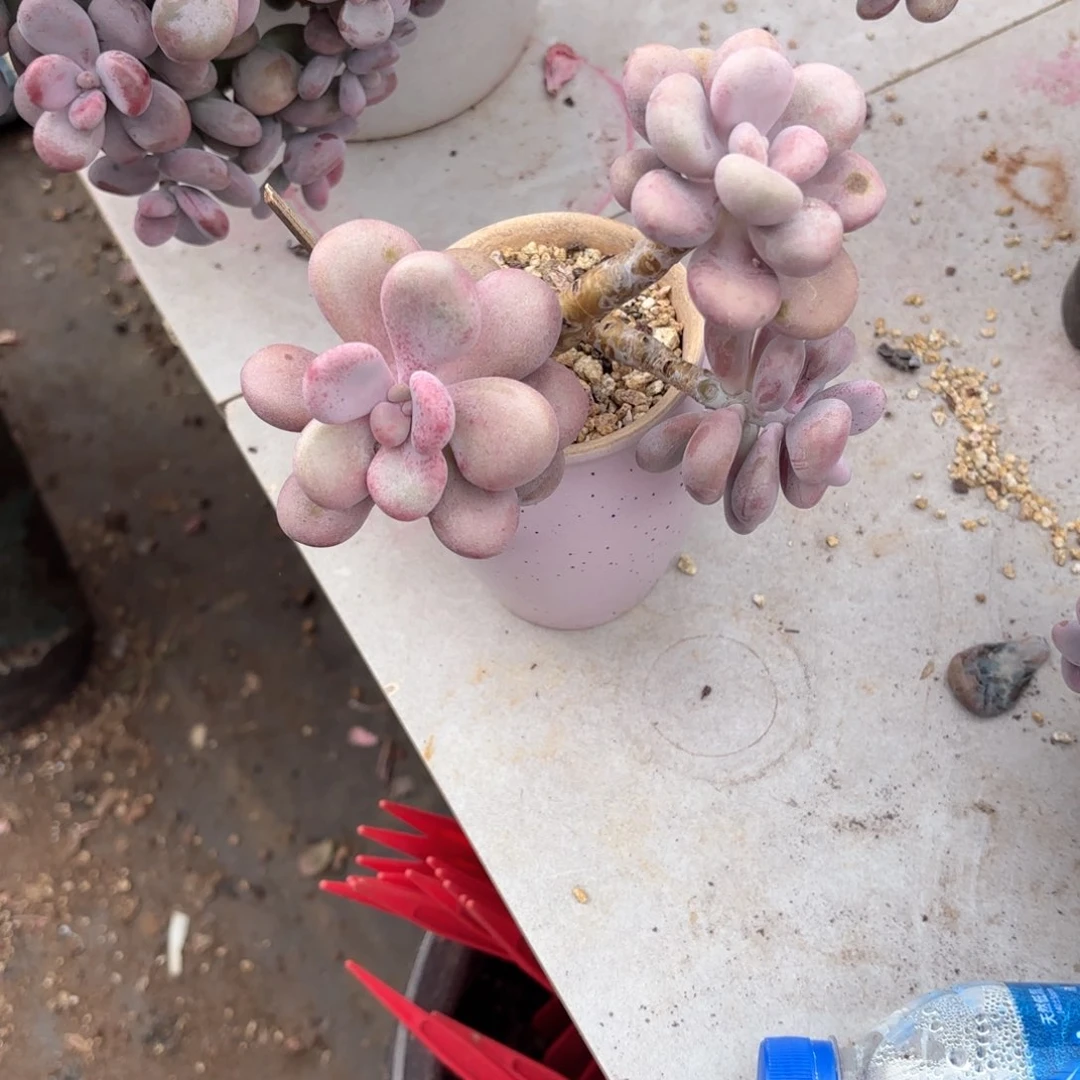 仁*6号老庄多肉植物