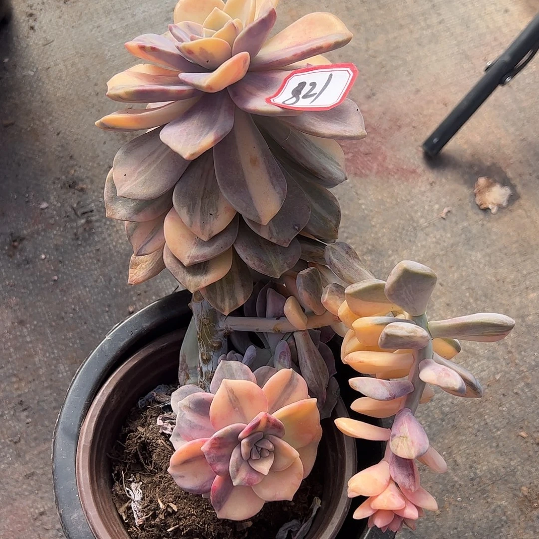 821号紫乐锦，一物一拍