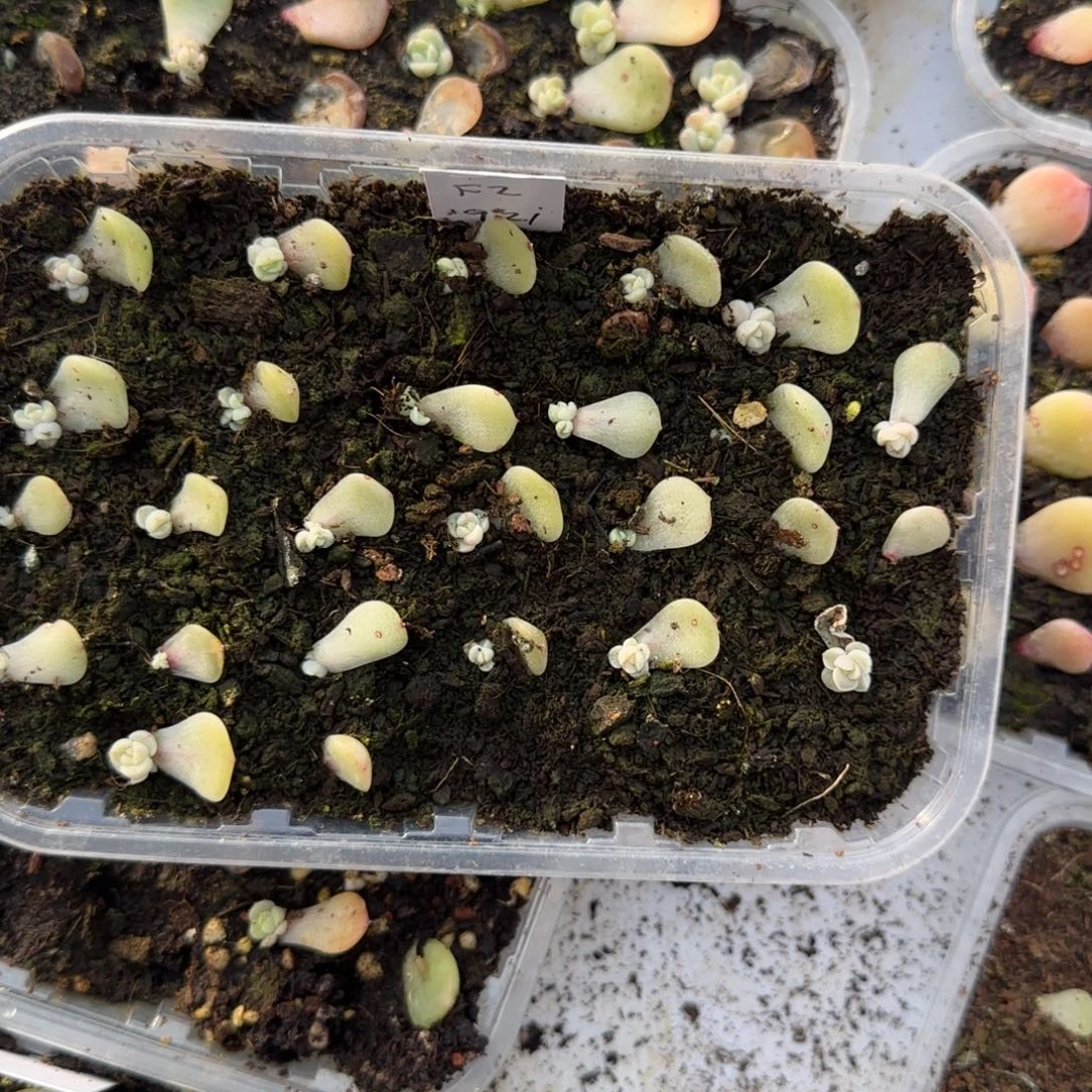 粉2 芝麻穴1个满25包邮