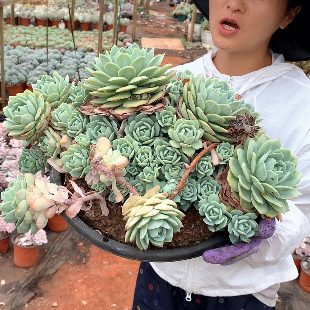 巨无霸恋曲29.8 多肉植物量拍