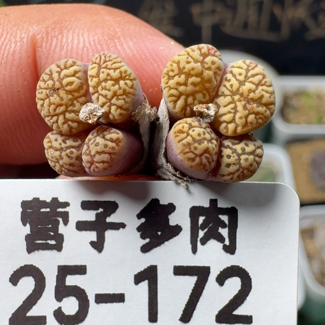 鸟脱土。