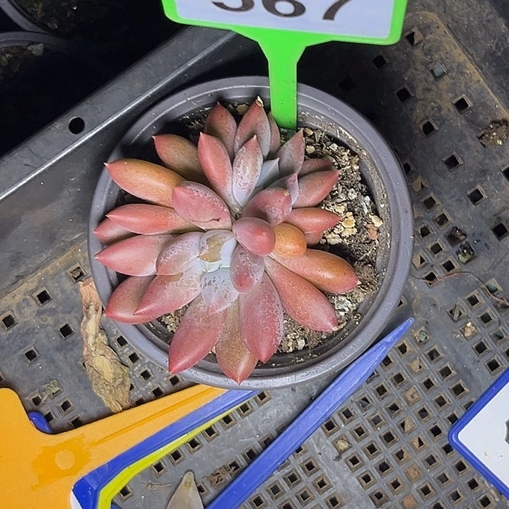 多肉植物哥特群567