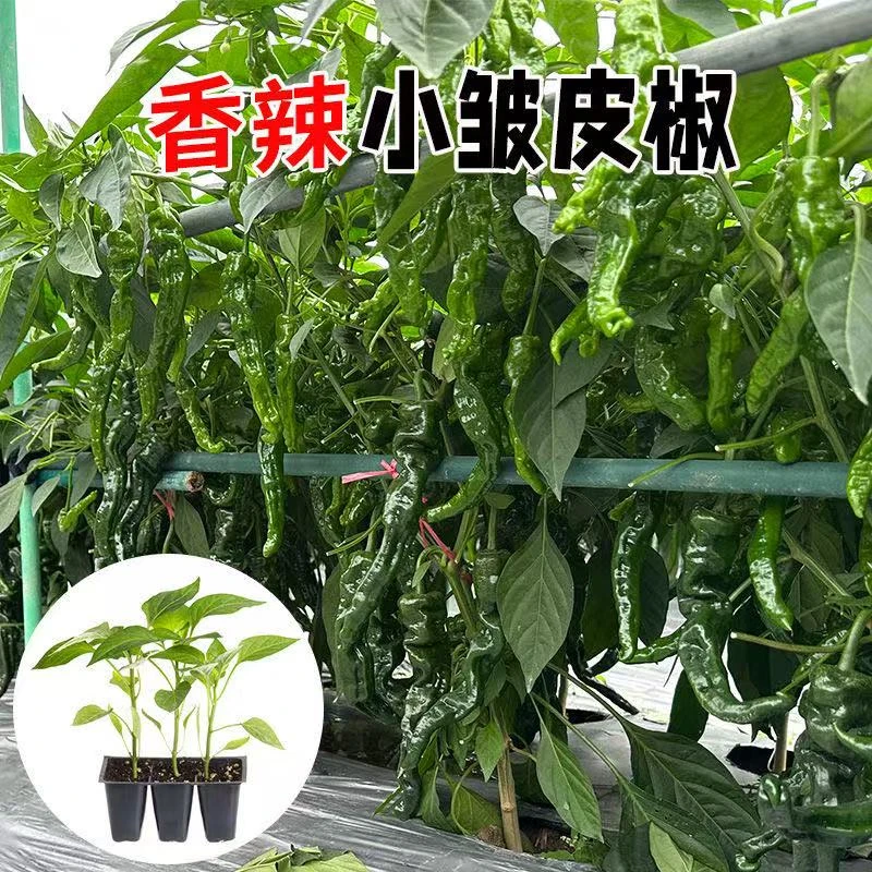 小皱皮椒种苗四季蔬菜辣椒秧苗高产优质种苗穴盘苗