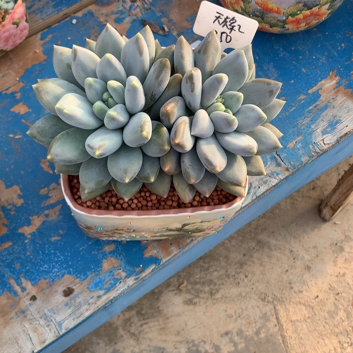 哥特萝莉大双头多肉发货