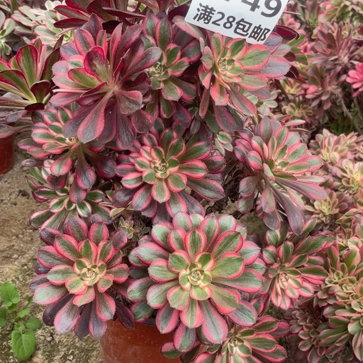 1749一号棚母本香奈儿B多肉