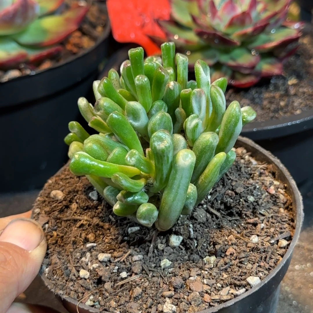 戏材树锦惊鸿一物一拍包装收缩花旱