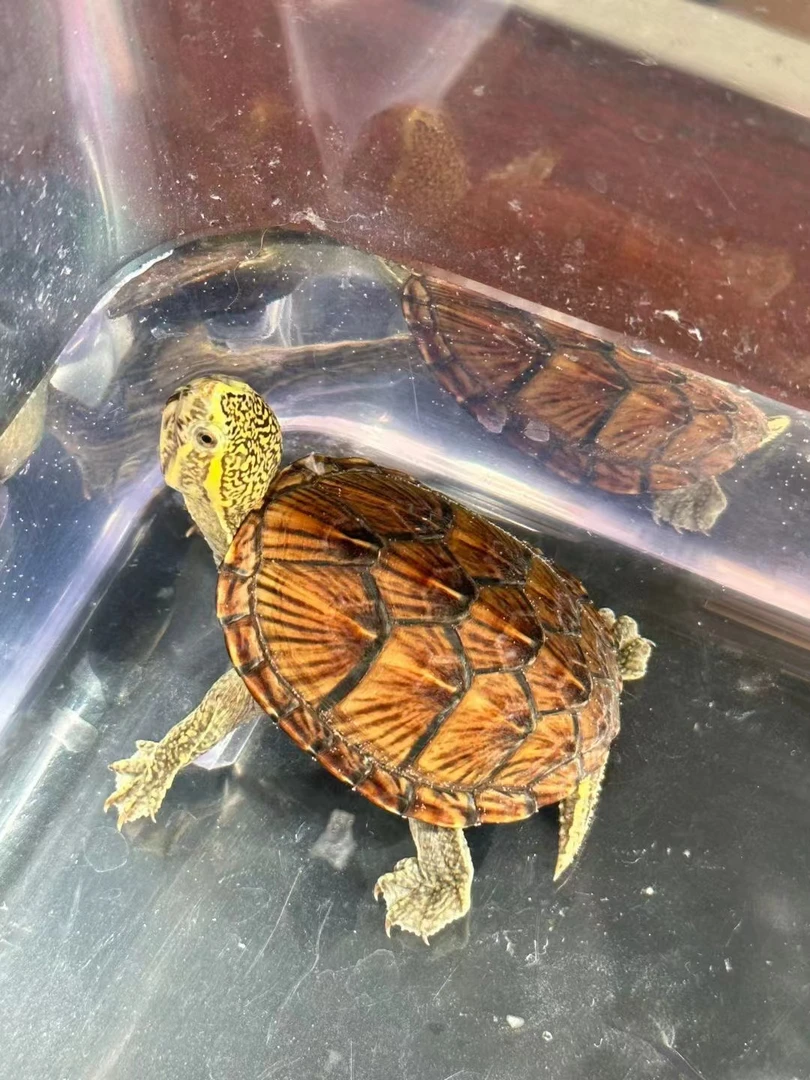 果核红面蛋龟苗活体深水龟鱼缸观赏宠物小乌龟适合家养的乌龟活物