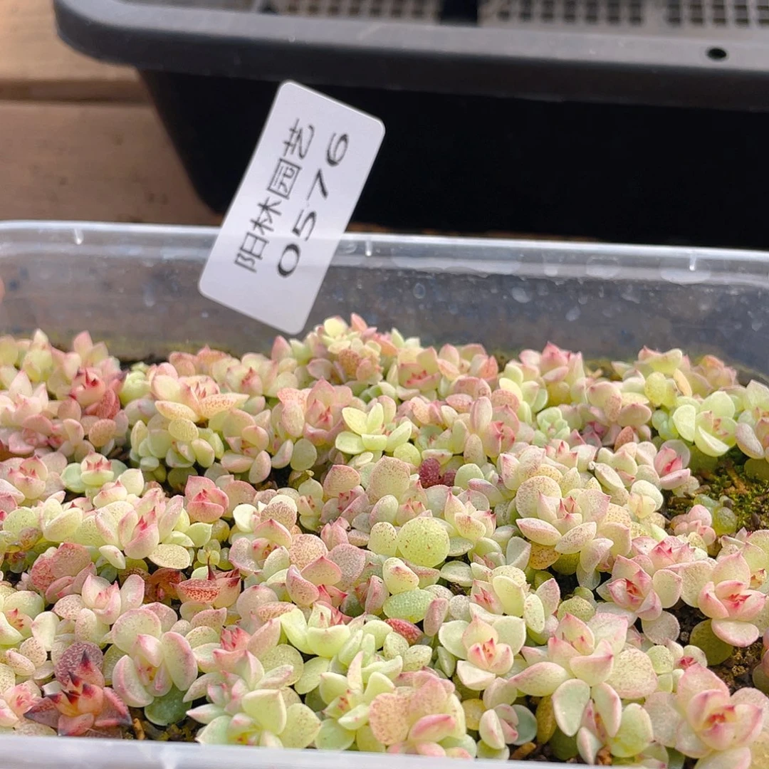 多肉植物多肉植物576