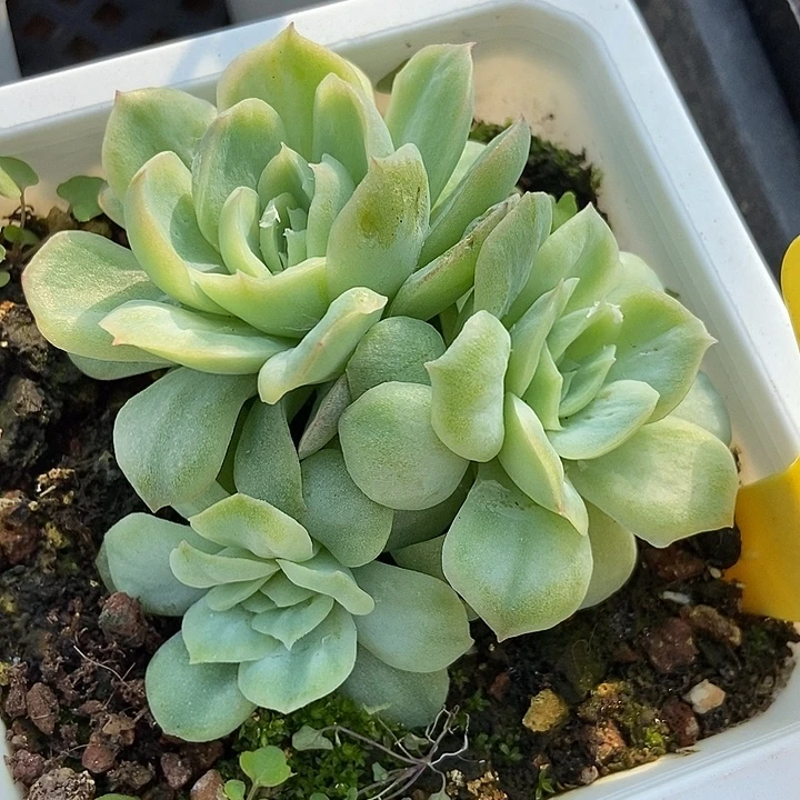 多肉植物泡泡纱6109