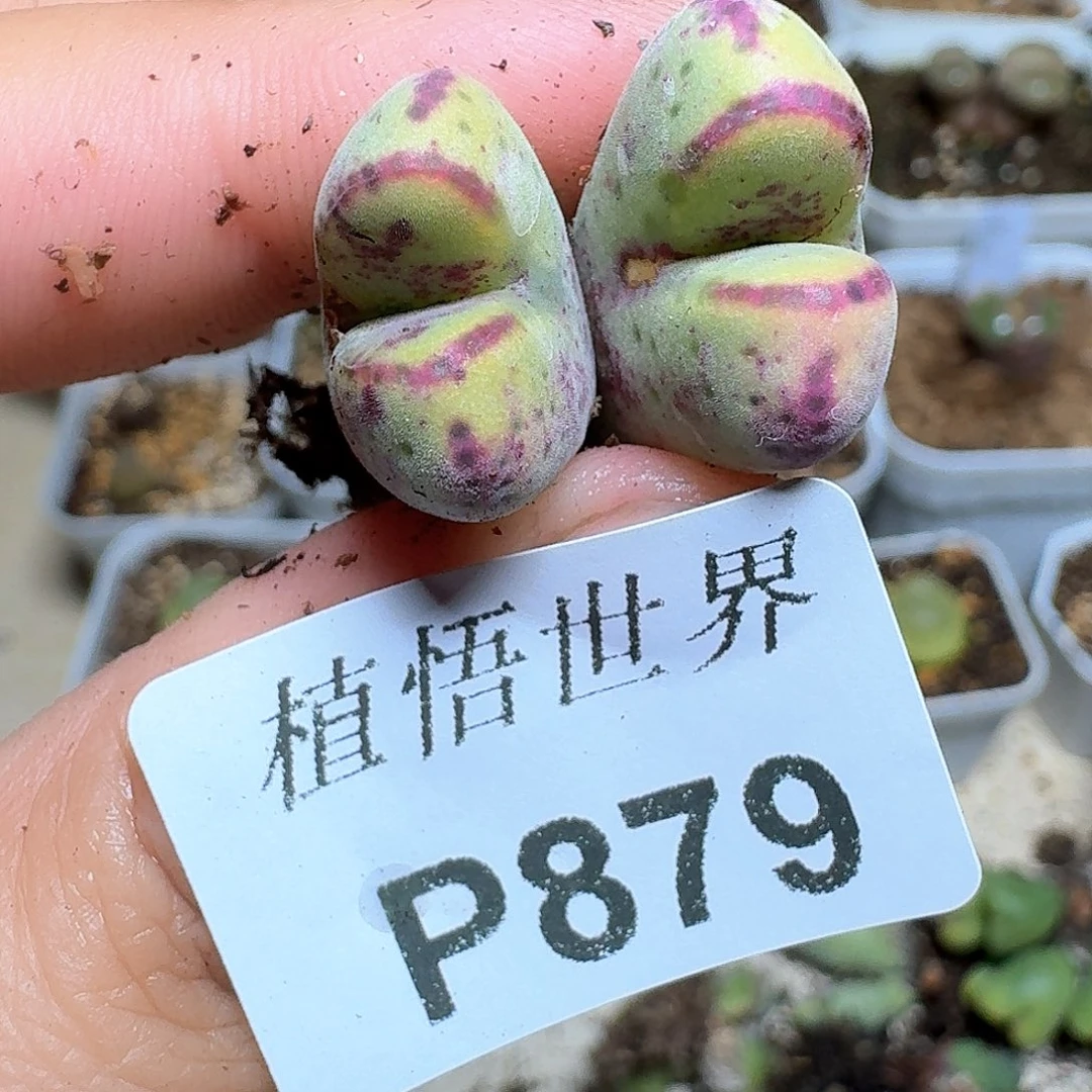 879盒的植物哇f g h