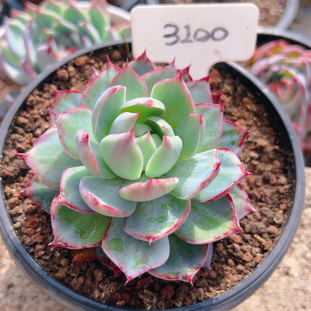 惊鸿仙子一物一拍3100号