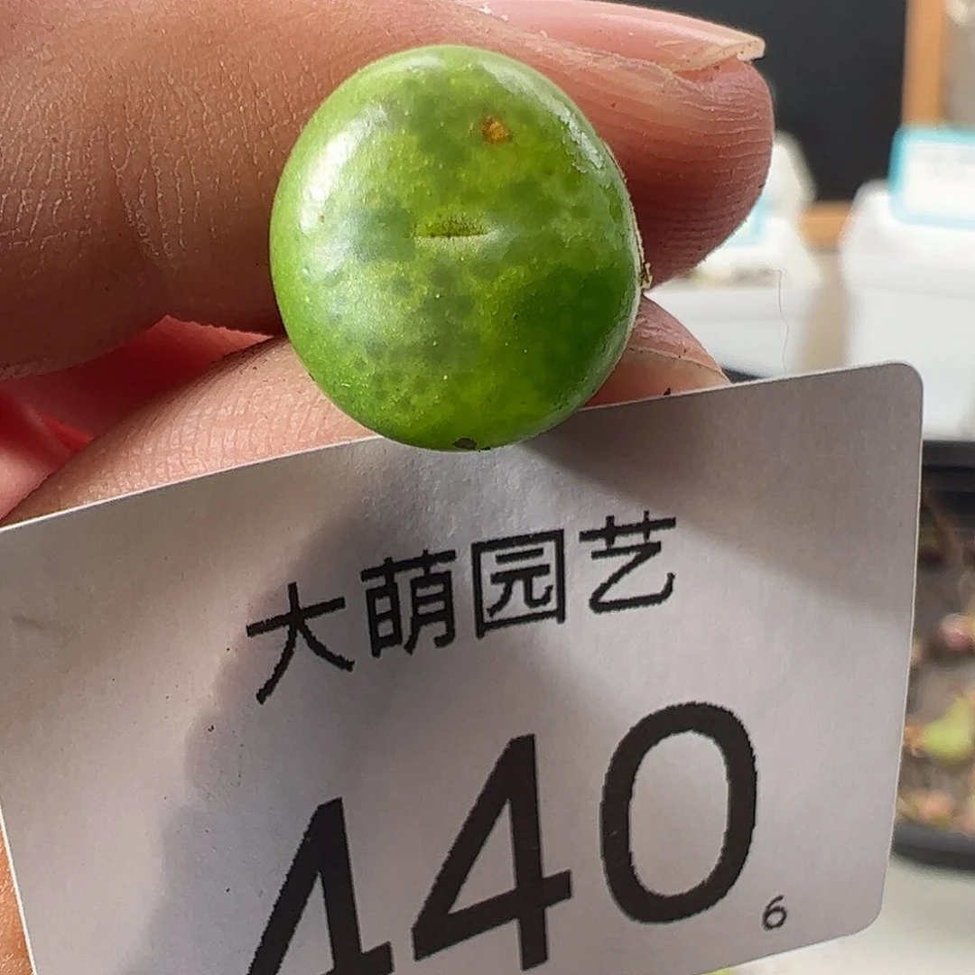 0000440 一物一拍……