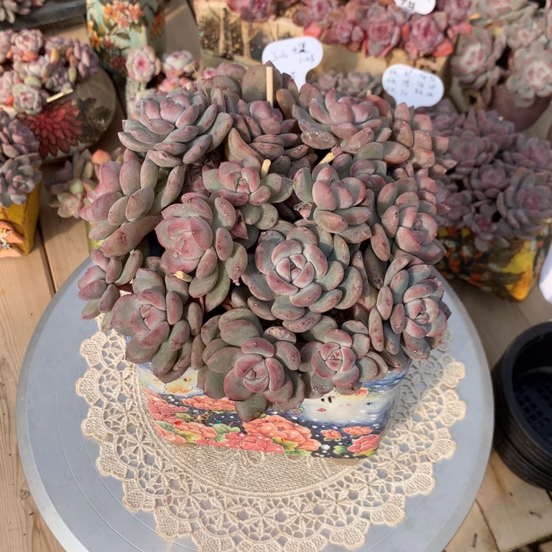 蛮*包蛮蛮包突尼斯拼发货多肉