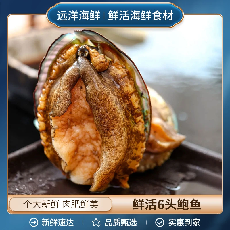 鲜活6头鲍鱼 单只价