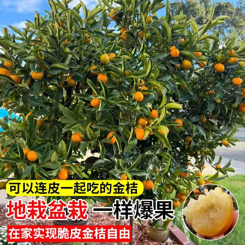 【带果发货】正宗第4代脆蜜金桔树苗地栽阳台庭院楼顶室内盆栽绿植