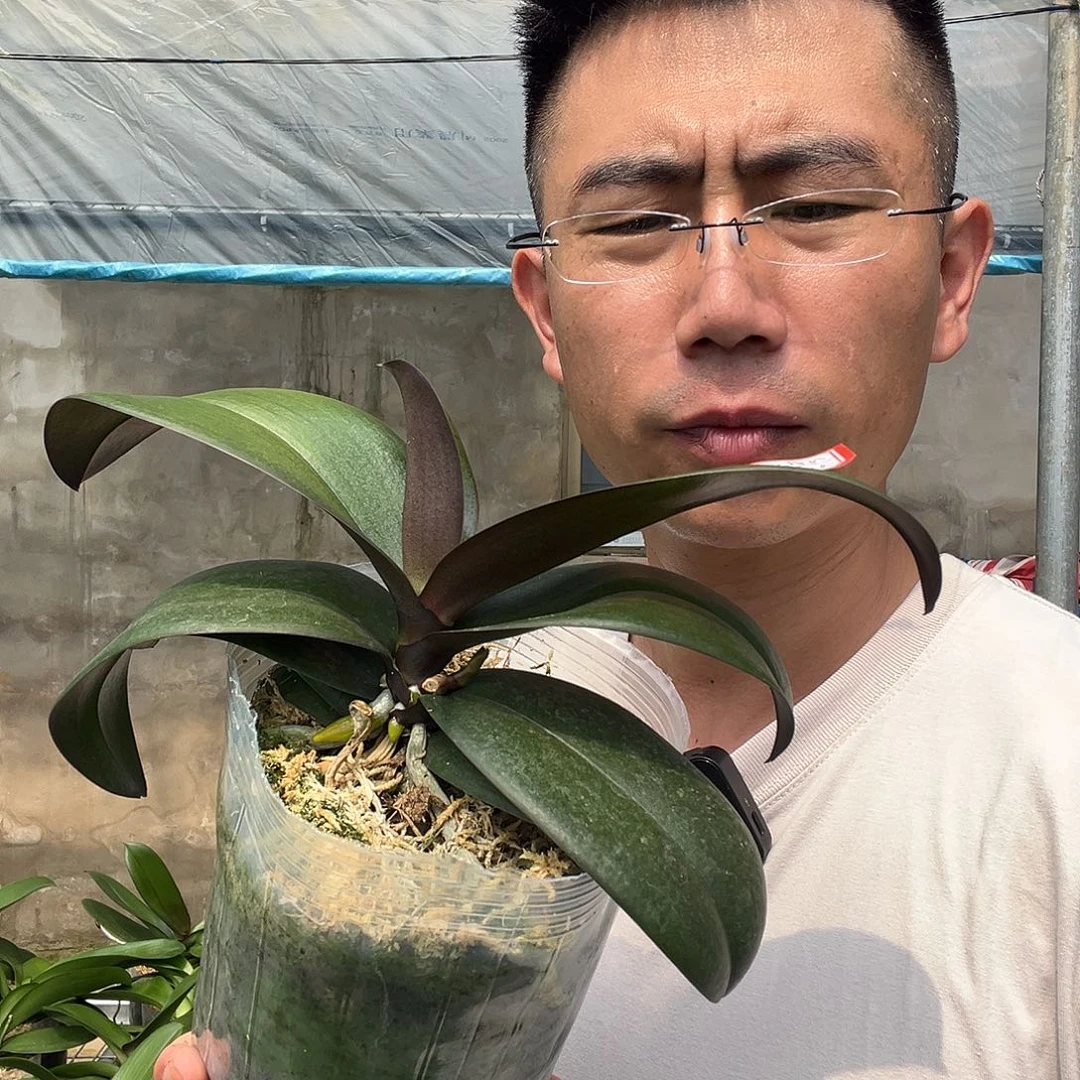 当前无花朵，栽培后可花朵婴兰4.5杯苗