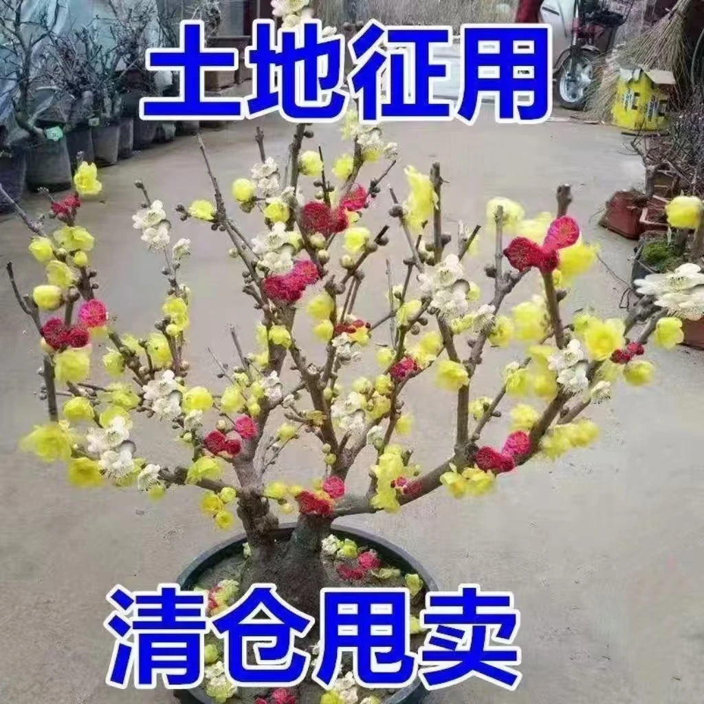 （带芽发货）耐寒浓香型梅花树盆栽室内外庭院阳台花卉绿植腊梅老桩