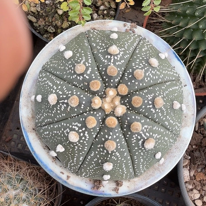 实生大兜单头8仙人球