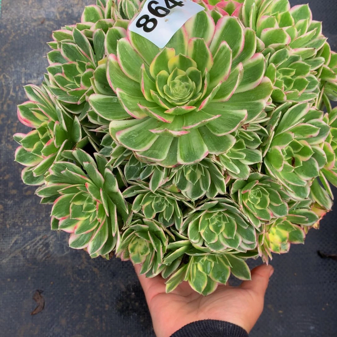 冰***玉法师多肉植物864海仙