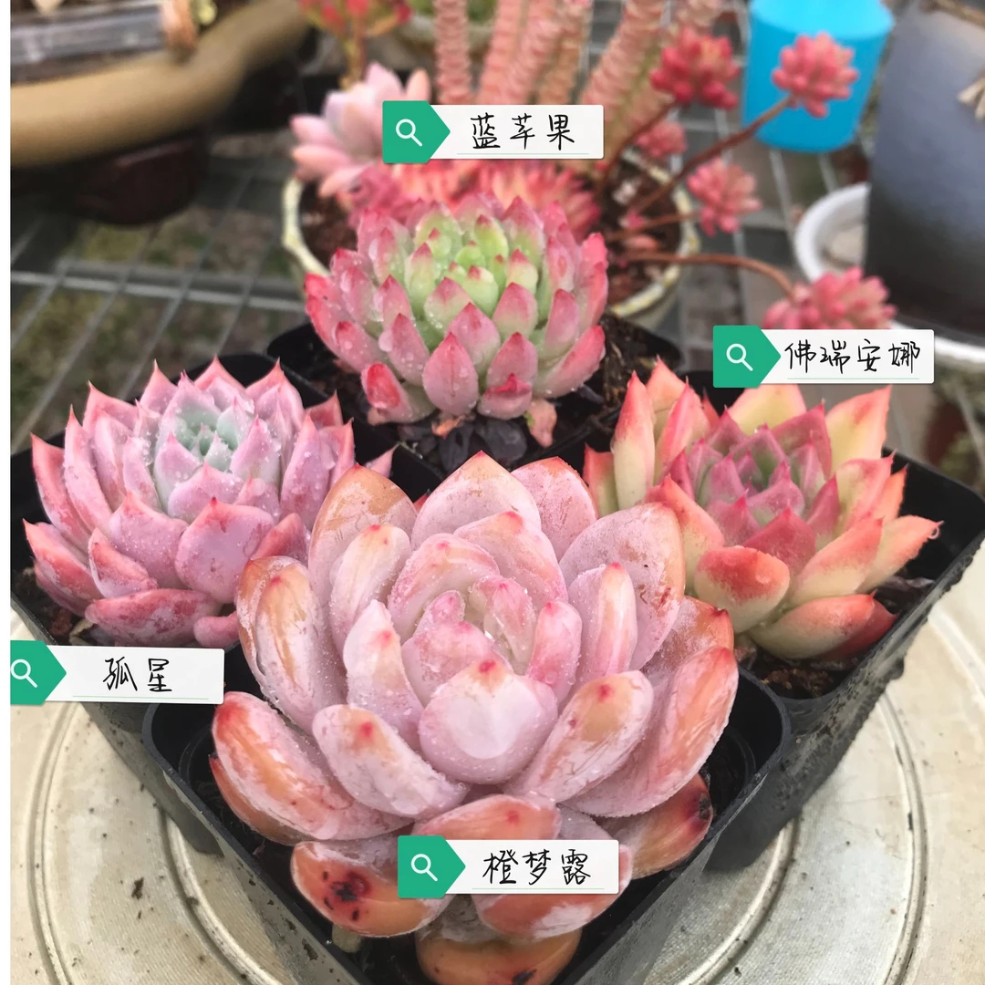 包邮四盆装组合：蓝苹果，佛瑞安娜，橙梦露，孤星