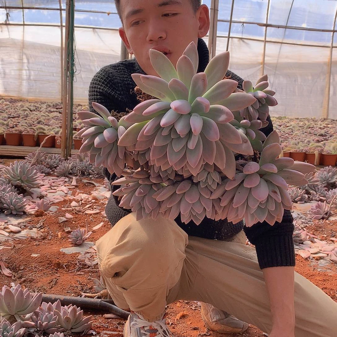 外播多肉奥普琳娜19.8