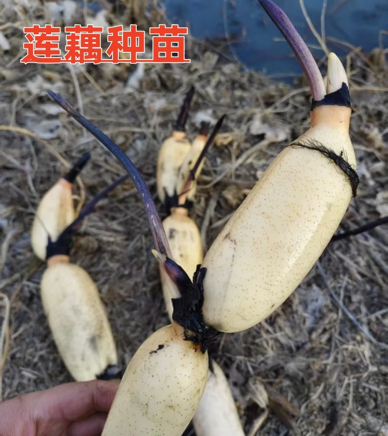 莲藕种苗水生种藕池塘湖泊沟渠种植庭院盆栽水缸大型蔬菜种藕苗
