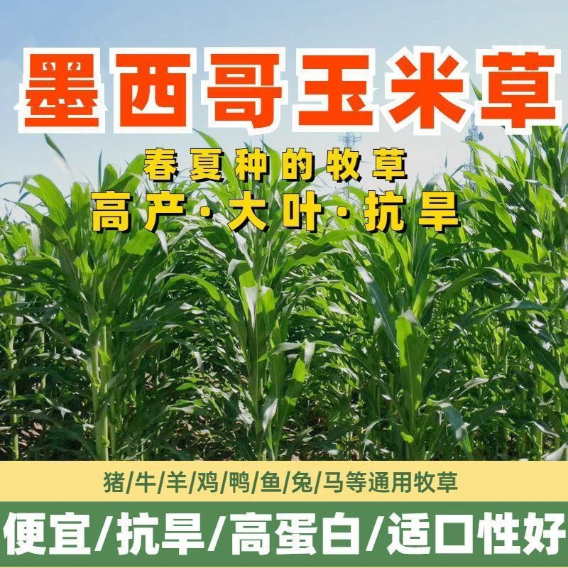 玉米草种子春夏播种耐热牛羊青饲牧草鲜嫩多汁