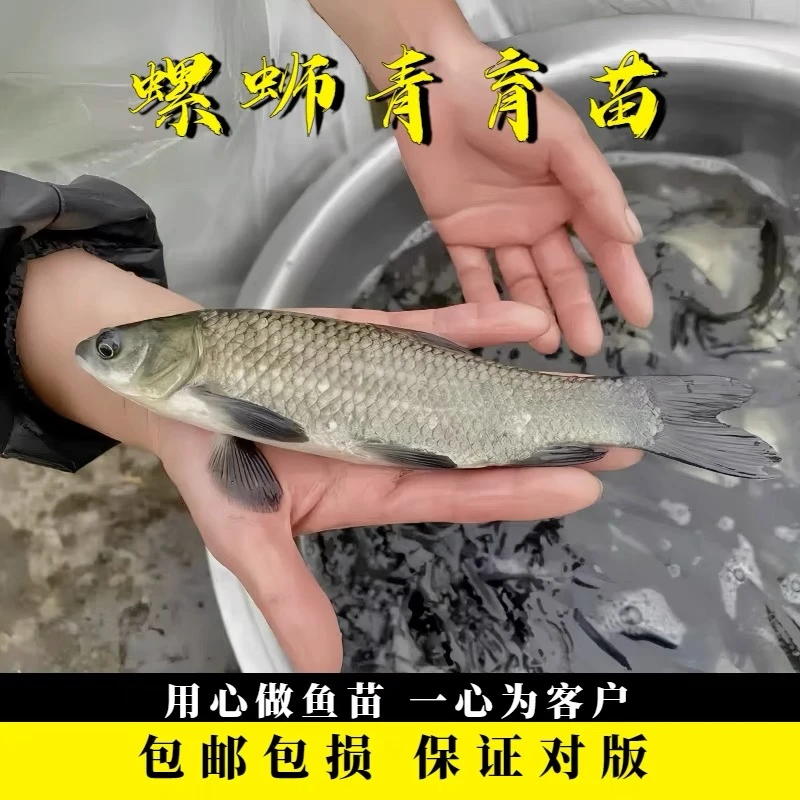 大规格青鱼苗螺蛳青鱼乌青灰草鱼乌鲩鱼活体淡水池塘套养四大家鱼