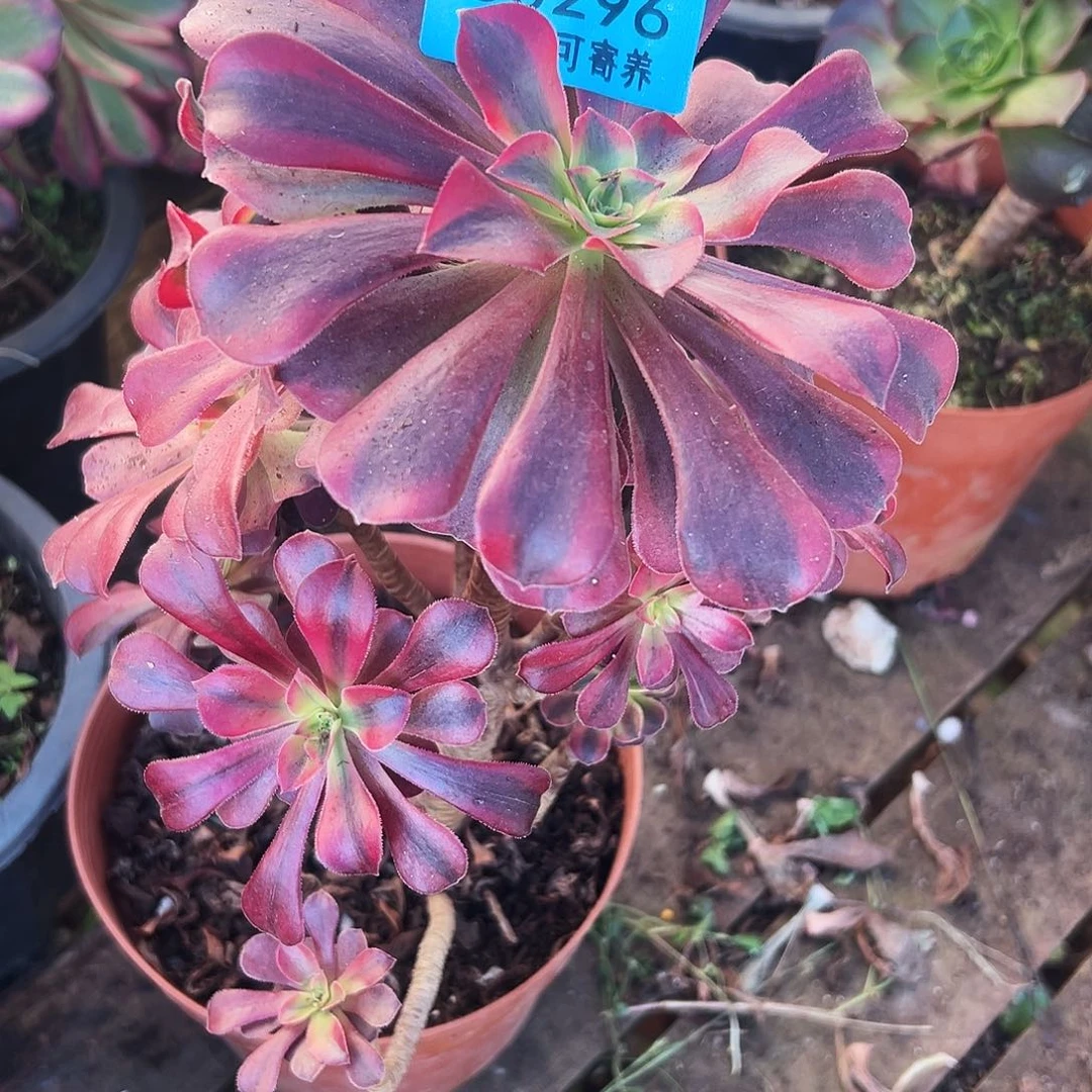 多肉植物多肉植物0296