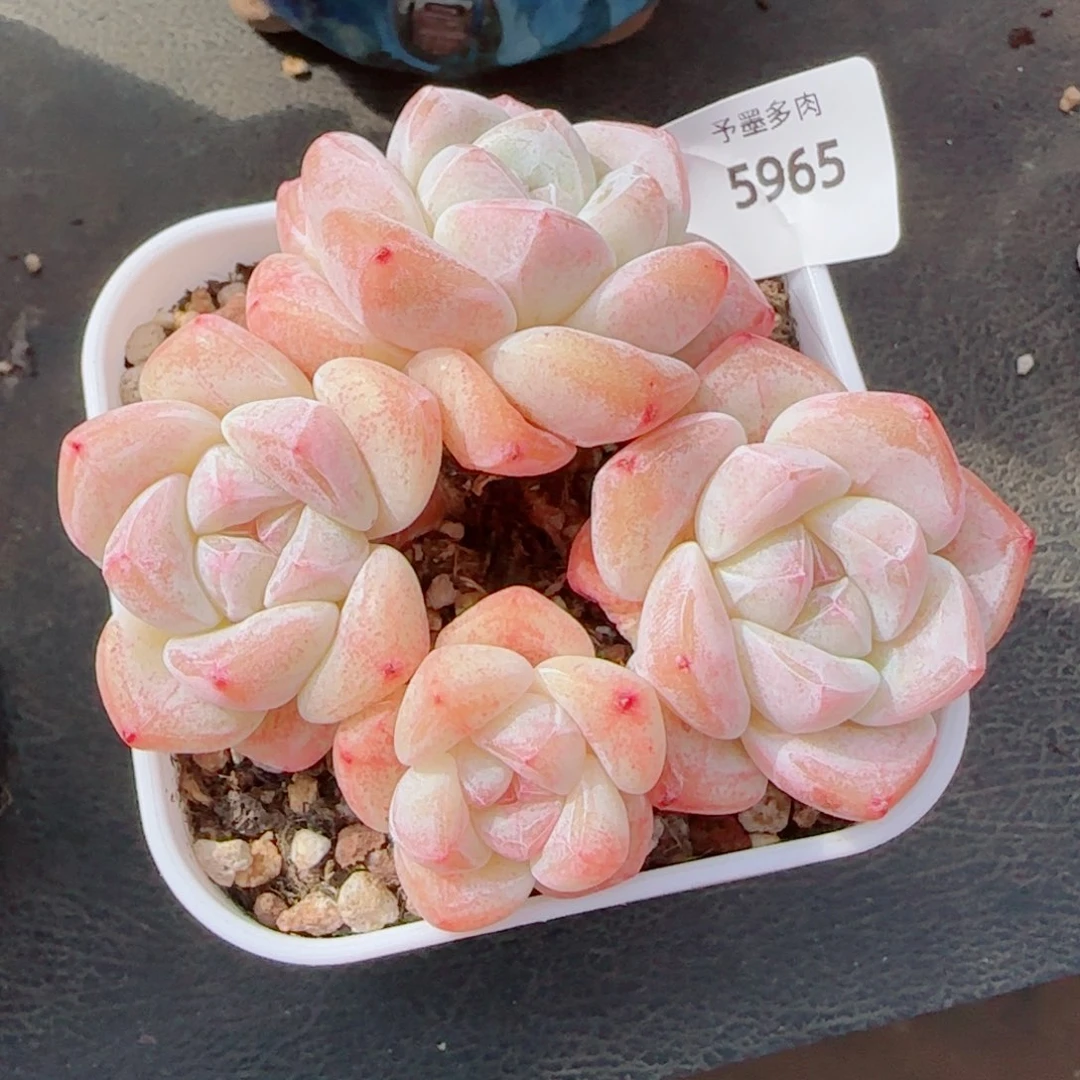 粗桩冰玉，5965多肉植物