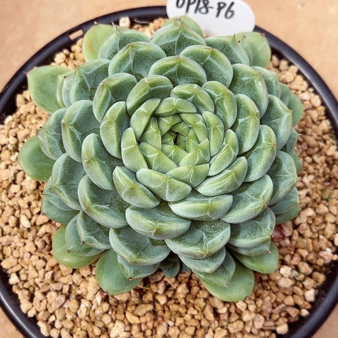 0918-96新品绝绝子