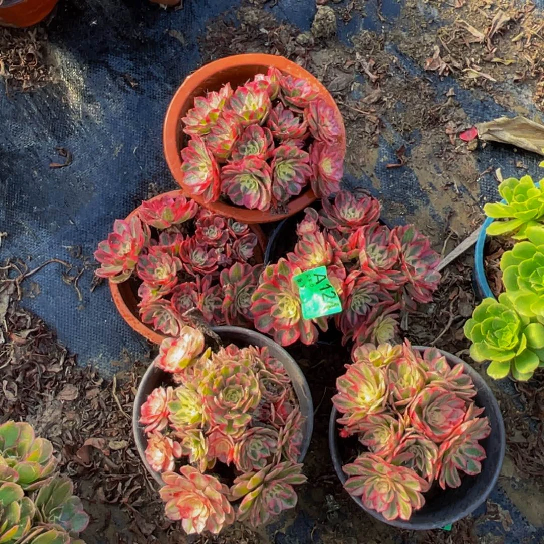 五颗倾城法师1-32