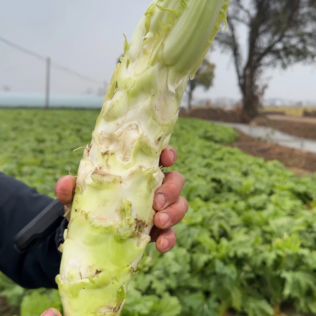荠菜脑中国大陆芥菜脑赠送一斤芥菜杆