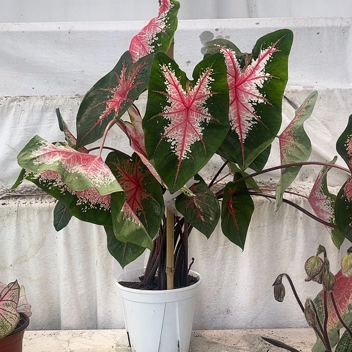 无花朵红桃A不带叶