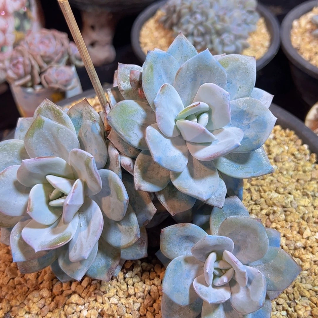 新年快乐 新年快乐