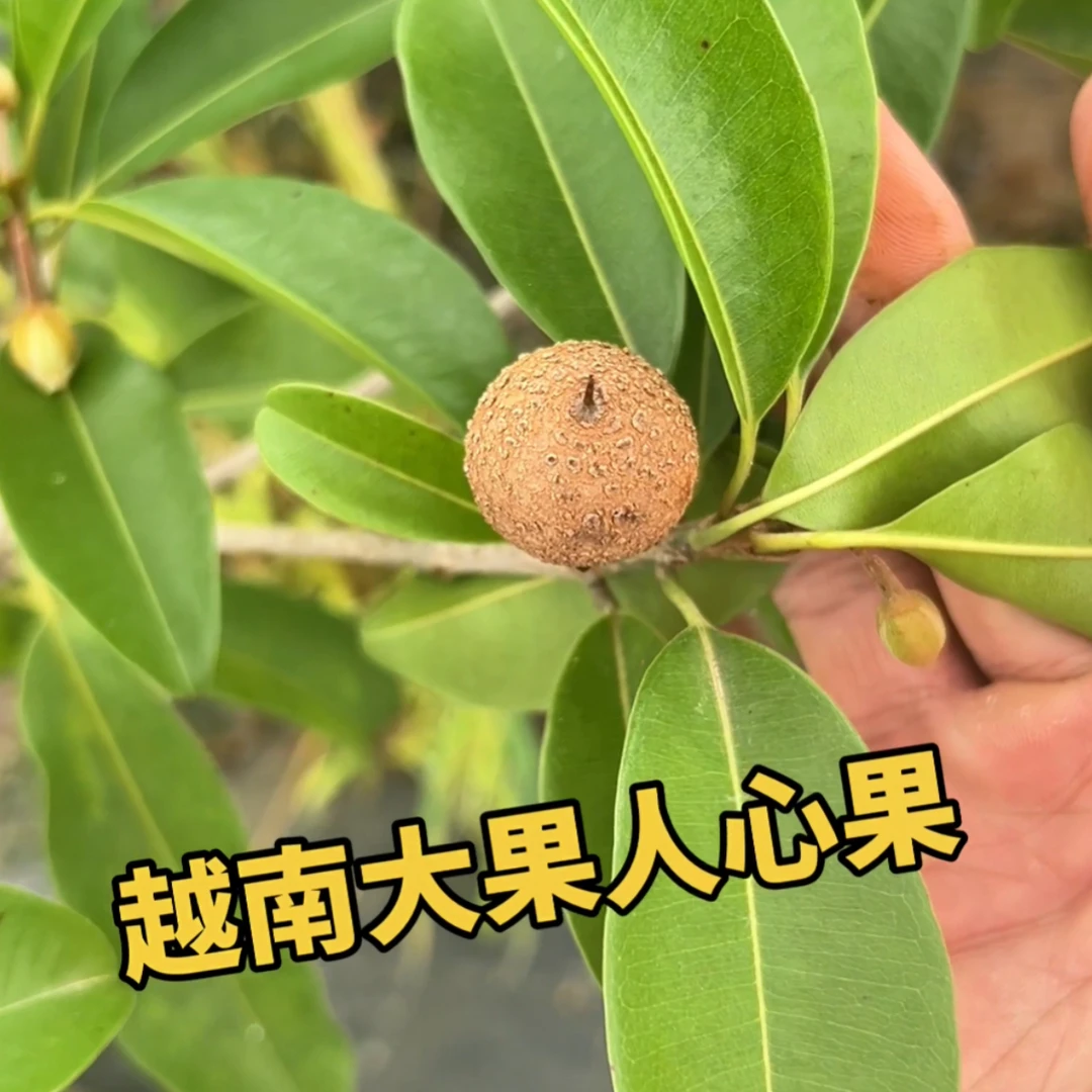 [越南大果人心果苗]四季来花来果，非常好种