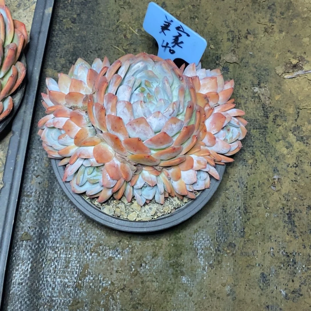 啊军喵多肉大橙子