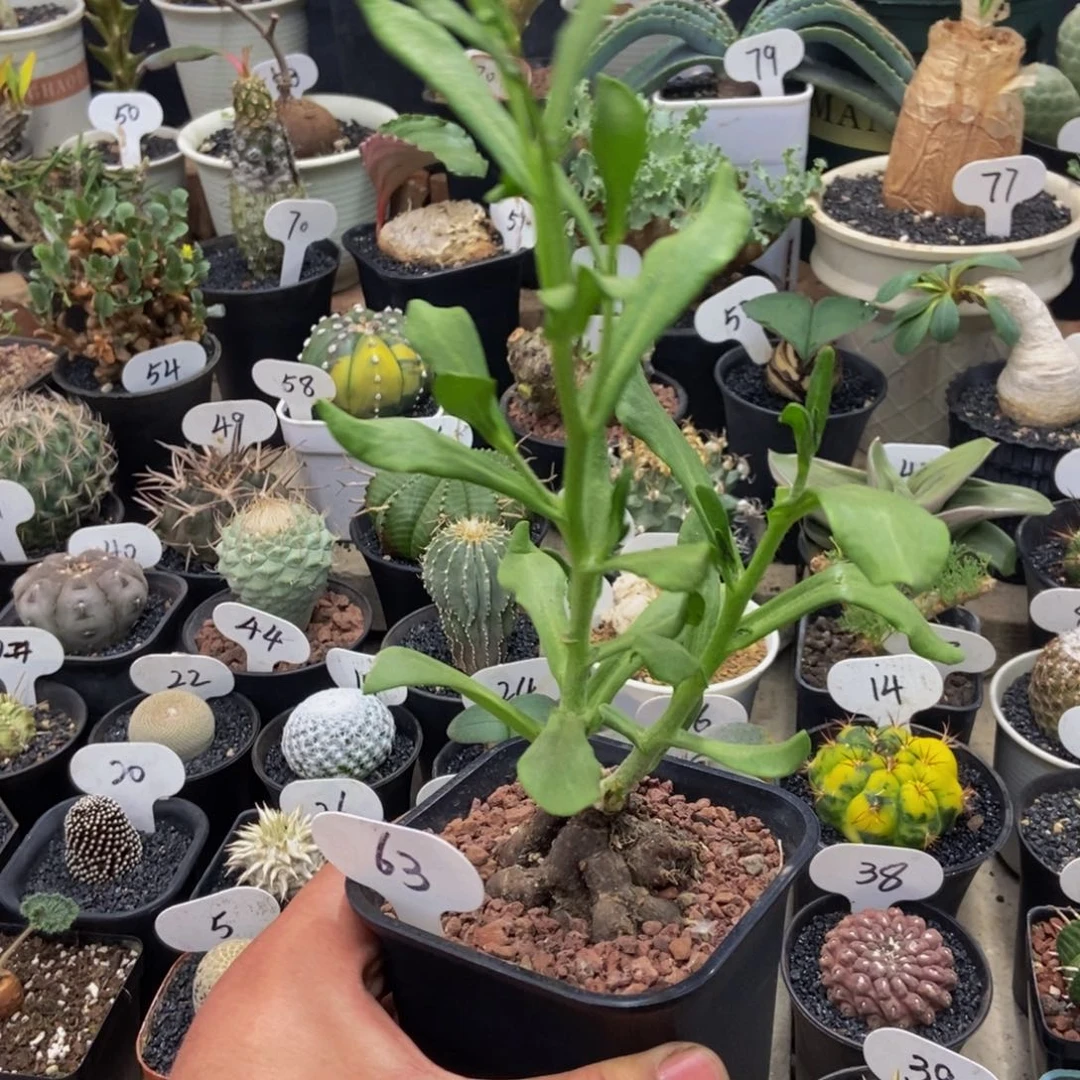海星后盾菊一物一拍